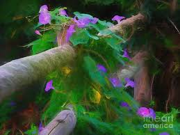Morning glory on wooden fence. Morning Glories On Wooden Fence Photograph By Mike Nellums
