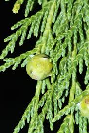 Here is a link to familiarize you with cedar tree care. Indigenous Uses Of Yellow Cedar Wikipedia