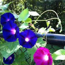 Pin On Gardening