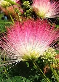 Image result for Samanea saman