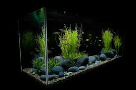 Dekorieren Sie Das Aquarium Minimalistisch Und Schlicht Mit Grossen Steinen Aquarium Aquarium Gestalten Susswasseraquarium