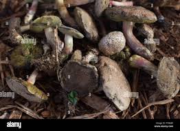 Image result for Xerocomellus diffractus