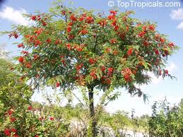 Image result for Sesbania brevipedunculata