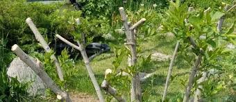Many problems may be prevented by pruning correctly during the formative years for a tree or shrub. Avoid These Pruning Mistakes That Can Kill Your Trees Independent Tree