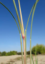 Image result for Leptochloa fusca