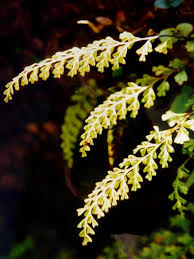 Image result for Lindsaeaceae