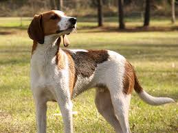List of black and tan coonhound mix breed dogs. Treeing Walker Coonhound Wikipedia