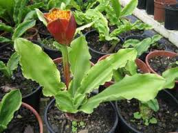 Image result for Scadoxus membranaceus