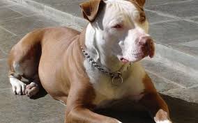 The patches resemble that of a dairy cow, hence the name! Pit Bull Breeds And Types With Pictures