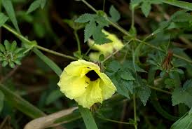 Image result for Hibiscus surattensis