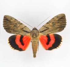 Image result for Catocala electa