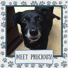 Search for a pet, rescue group or article. Pet Animal Welfare Society Of Connecticut Paws Senior Pet Adoption Grants Grant Report Petfinder Foundation
