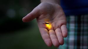 Why Do Fireflies Glow Firefly Catching Fireflies Bioluminescence