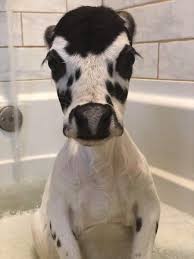 Posted feb 24, 2015 17:39 by anonymous 1884 views | 3 comments. B B B Bath Time C C Cow Vegan