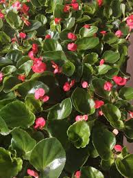 Begonia angel wing ships on monday or tuesday with usps first class mail (if you would like to upgrade shipping to usps priority mail please message me before paying for your item). Gordon Lee Ffa Last Day Of Glhs Plant Sale Is Friday Facebook