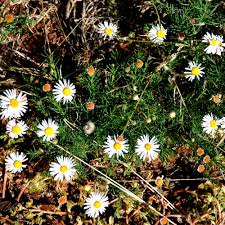 Image result for Felicia muricata