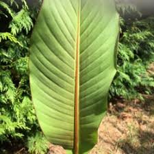 Image result for Ensete gilletii