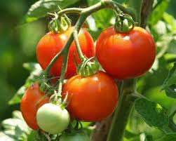 Most cherry tomato plants will start flowering in about a month. How To Grow Tomatoes