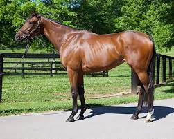 Trapezium Tops Keeneland Horses Of Racing Age Sale Bloodhorse