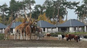 Deze reis/accommodatie is algemeen geschikt voor personen met. Review Safari Resort Beekse Bergen Ervaringen En Tips