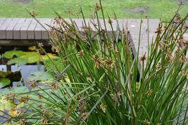 Image result for Schoenoplectus muricinux