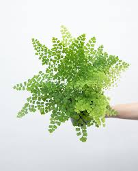 Image result for Adiantum poiretii