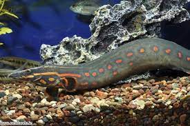 Large Fire Ell Freshwater Fire Ell Freshwater Fish Tropical Fish Fish Tank Coolest Freshwater Fish Pet Shop A Aquarium Fish Aquarium Fish Tank Freshwater Fish
