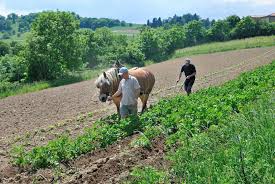 Afin de réaliser l'application localisée de l'azote à la plantation, il est conseillé de le positionner à 5 cm sous. Culture De La Pomme De Terre Plantation Buttage Arrosage Et Recolte Dossier