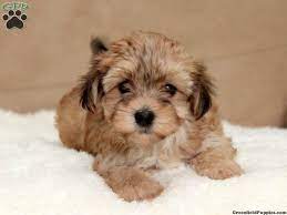 Marvella Havashire Puppy For Sale In Pennsylvania Puppies Hybrid Dogs Cute Animals