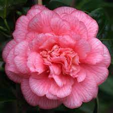 Can Can Camellia Beautiful Flowers Camellia Flower Beautiful Pink Flowers