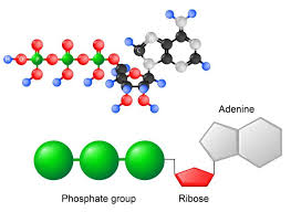 Image result for Adenosine
