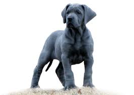 We have raised great danes for over thirty years. Royal Elite Dane Puppies Great Dane Great Dane Puppy
