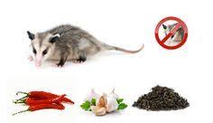 Healthy Living Natural Repellents For Getting Rid Of Possums On Your Property Step Into My Green World Stepin2 Natural Repellent Repellents Possum