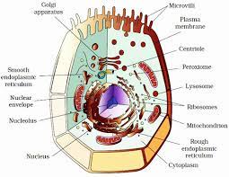 Finally, an unlabeled version of the diagram is included at the bottom of the page, in color and black and white. Welcome To The Living World Cell The Unit Of Life Notes Class 11 Part 3 Eukaryotic Cell 1