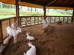 Poultry business plan is a lucrative business that needs a lot of strategic planning to start and a business coach like dayo adetiloye to help you start the implementation. Goat Farming In Nepal For Beginners Goat Farming