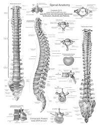 Anatomy Reference Printable Hnadouts