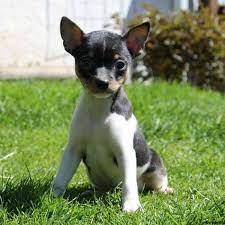 Smooth Fox Terrier Puppies For Sale Greenfield Puppies Fox Terrier Puppy Fox Terrier Rat Terrier Puppies