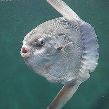 Sunfish is a small, experiential restaurant helping to contribute to the ongoing definition of new canadian cuisine. Ocean Sunfish Wikipedia