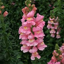 We did not find results for: Antirrhinum Majus Prydlovemunn Lovemunn Scrophulariaceae Maskeblomstfamilien Sommer Snapdragon Flowers Plants Snapdragons