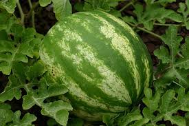 Check spelling or type a new query. How To Grow Watermelon In The North Horticulture