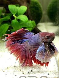 Pin On Betta Fish Bubbles