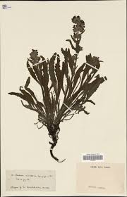 Image result for Pellaea angulosa