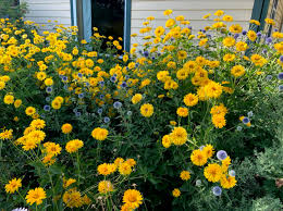 Maybe you would like to learn more about one of these? 3 Plant Combinations That Thrive In Co Tree Of Life Landscapes