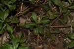Image result for Talinum portulacifolium