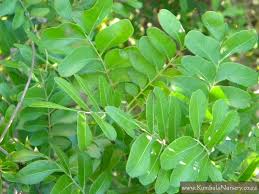 Image result for Ptaeroxylon obliquum