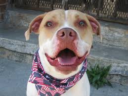 Pin By Anne James On In Memoriam 3 Pitbull Mix Animals Pet Adoption