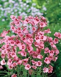 Image result for Diascia