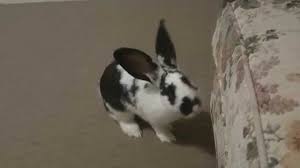 0.12 why are my rabbit's ears hot/cold? Bunny Head Shakes Youtube