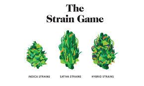 the ultimate guide to weed strains highsnobiety