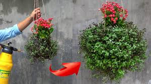 New plant ideas for fabulous hanging baskets. How To Make Amazing Hanging Plant Ideas Planting Hanging Baskets For Beautiful Home Decoration Youtube